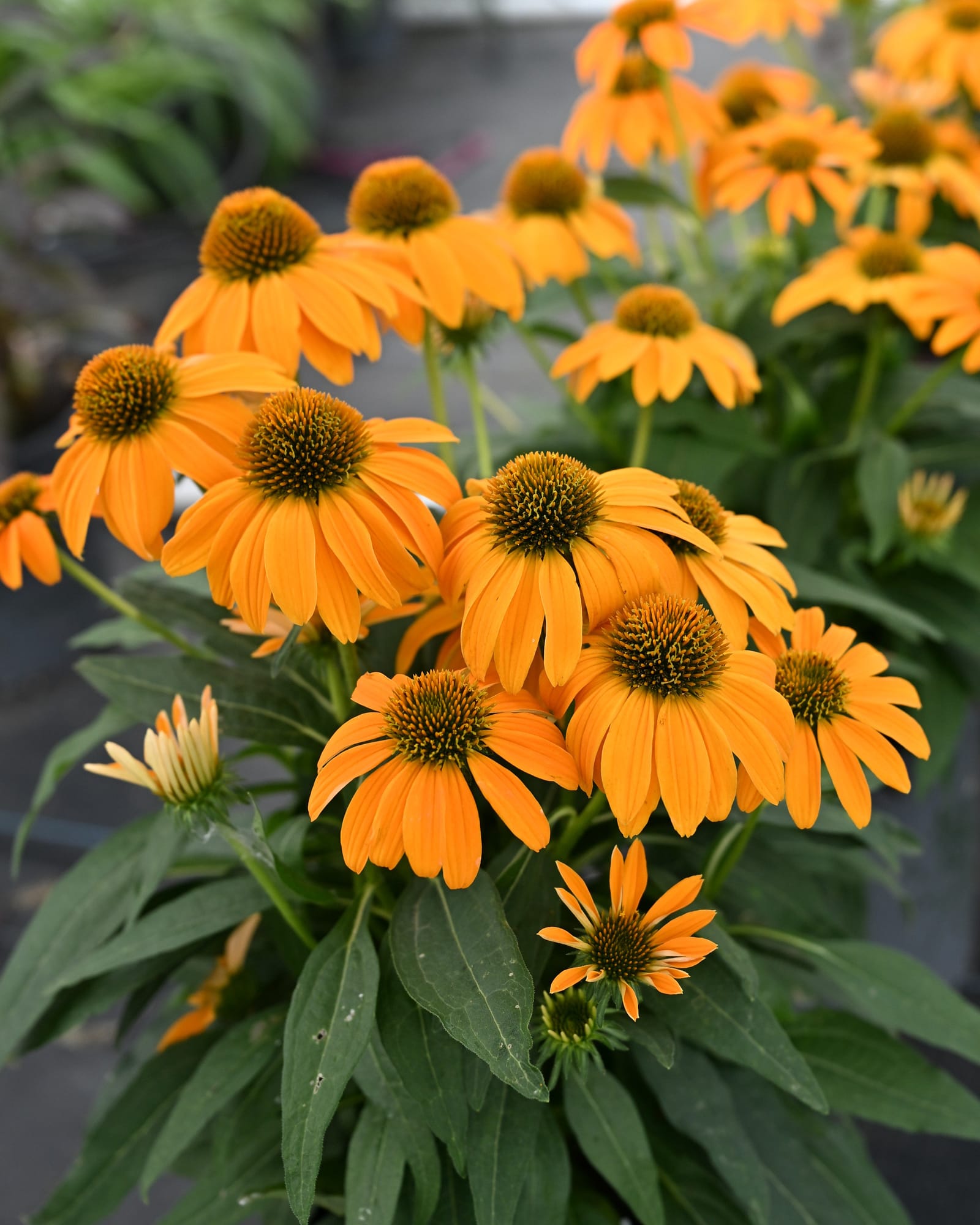 Guatemala Gold Coneflower orange flowers Guatemala Gold Coneflower with abundant orange flowers and dark central cones