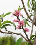 Hale Haven Peach branches with pink blossoms and green leaves