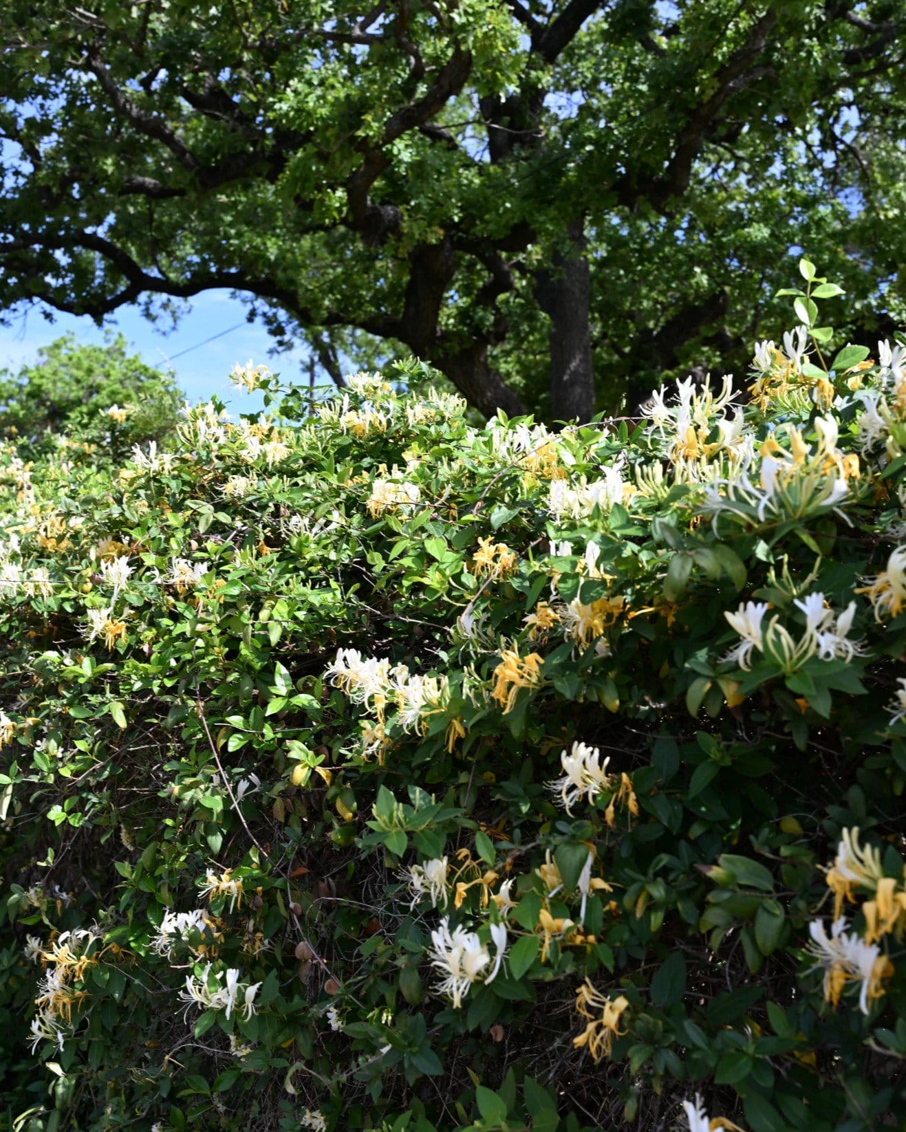 Hall's Honeysuckle flowering vine Hall's Honeysuckle covered in white and yellow flowers beneath a large shade tree