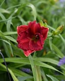 Happy Ever Appster Red Hot Returns Daylily with a deep red flower among green foliage
