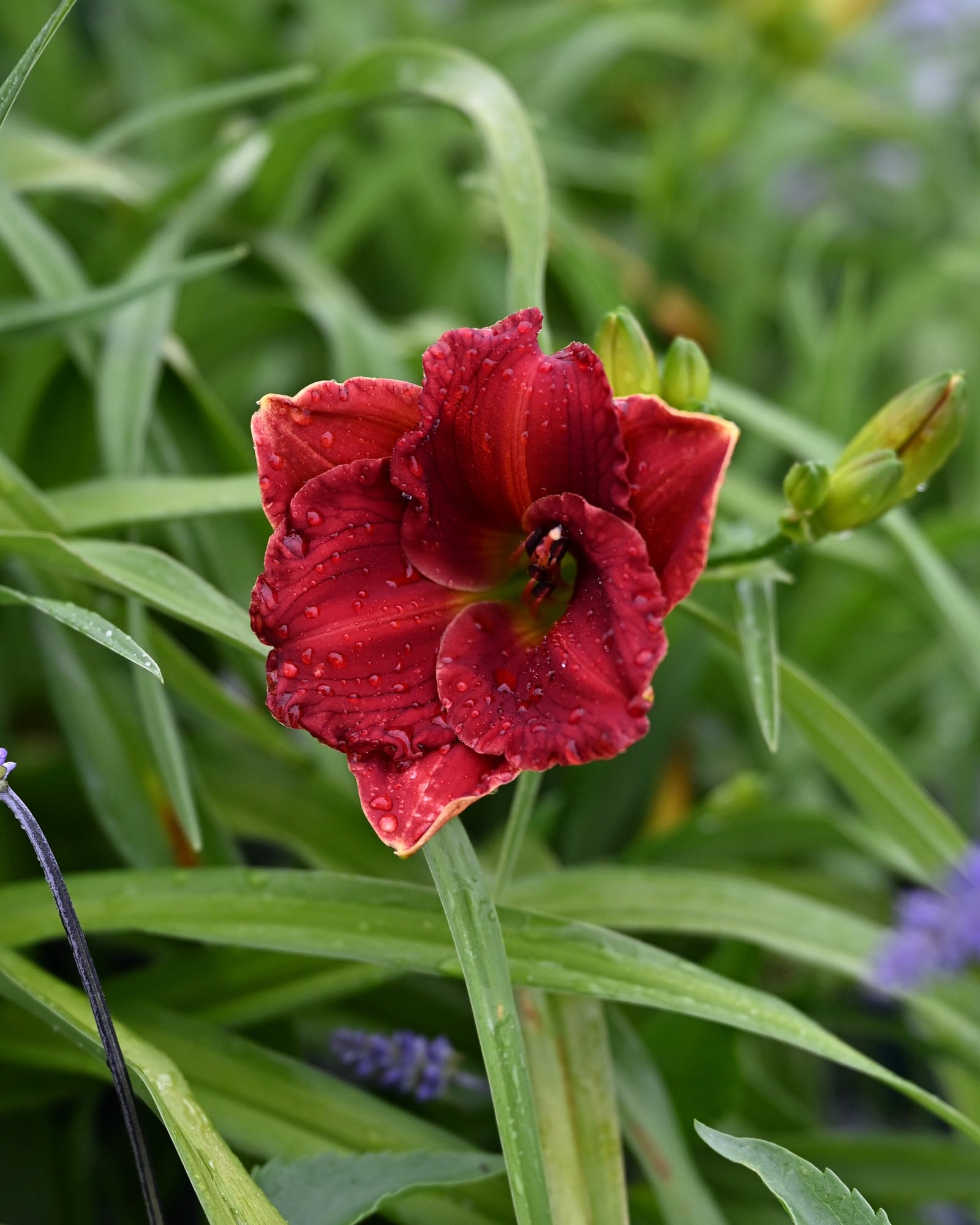 Happy Ever Appster Red Hot Returns Daylily red flower Happy Ever Appster Red Hot Returns Daylily with a deep red flower among green foliage