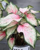 Heart to Heart Blushing Bride Caladium with pink-veined white leaves in a container