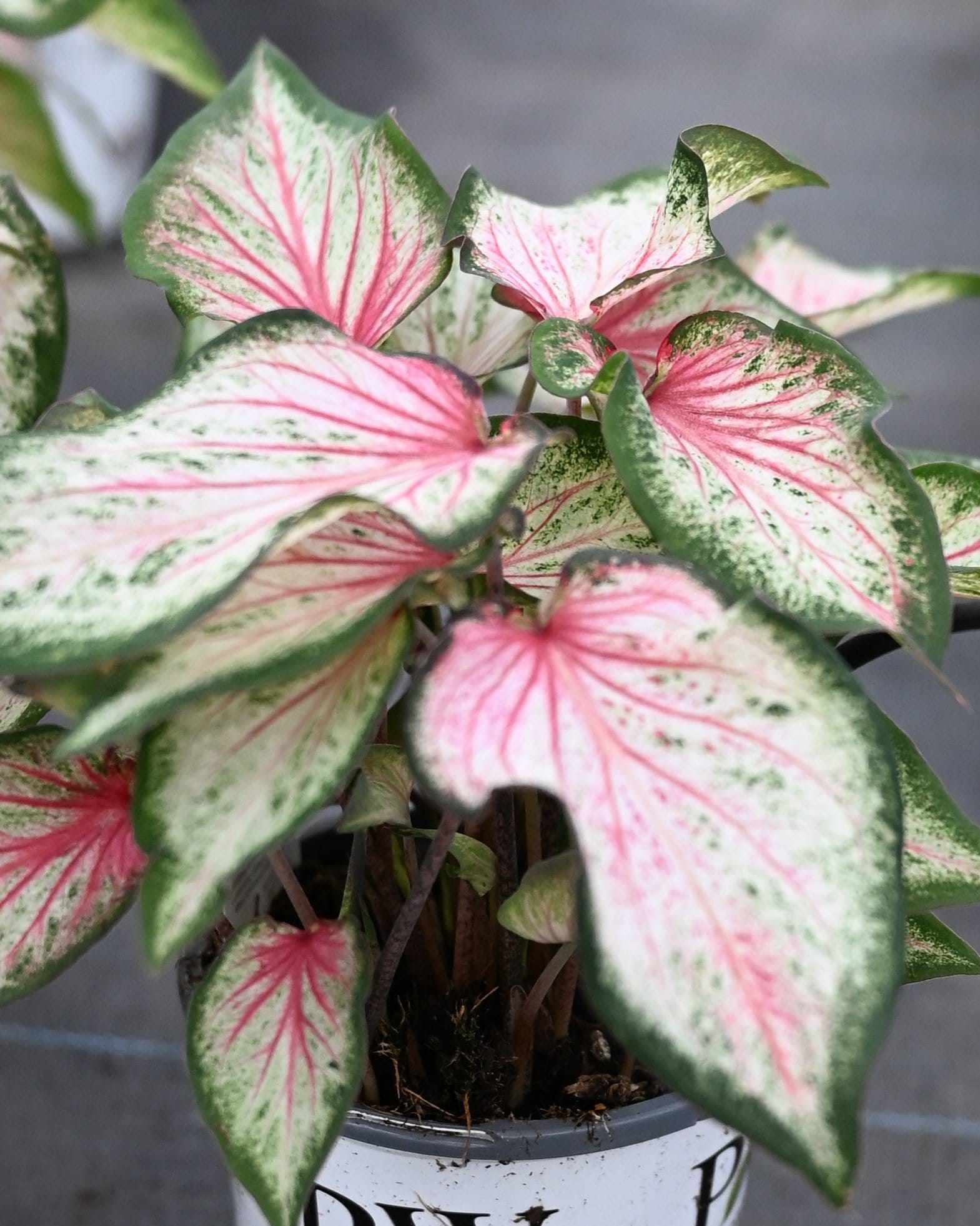 Heart to Heart Blushing Bride Caladium pink veined leaves Heart to Heart Blushing Bride Caladium with pink-veined white leaves in a container