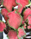 Heart to Heart Hot 2 Trot Caladium with pink-red leaves edged in green