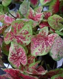 Heart to Heart Raspberry Moon Caladium with pink and green patterned leaves in a container