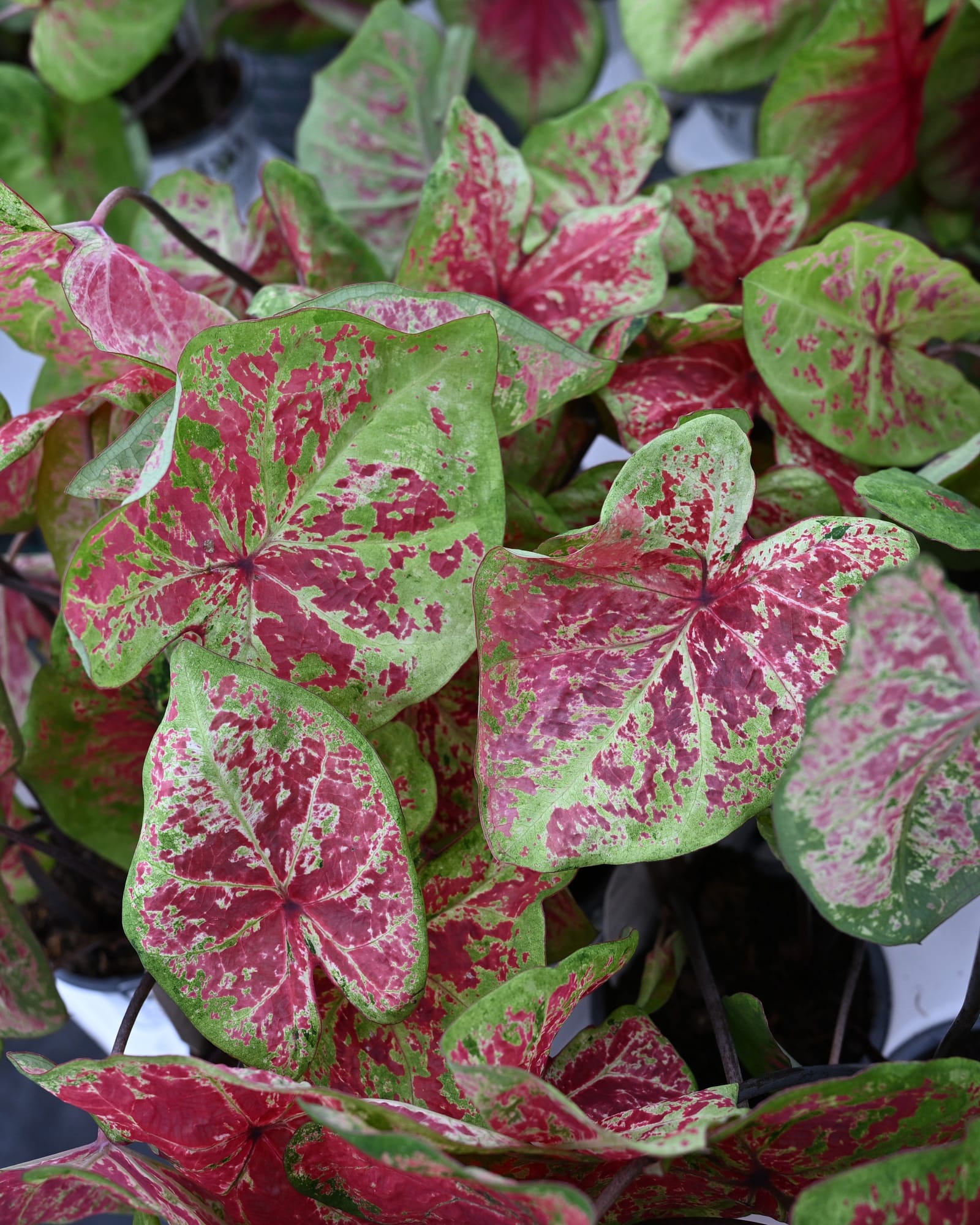 Heart to Heart Raspberry Moon Caladium pink green leaves Heart to Heart Raspberry Moon Caladium with pink and green patterned leaves in a container