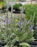 Heartleaf Skullcap with fuzzy green leaves and purple flowers in nursery containers