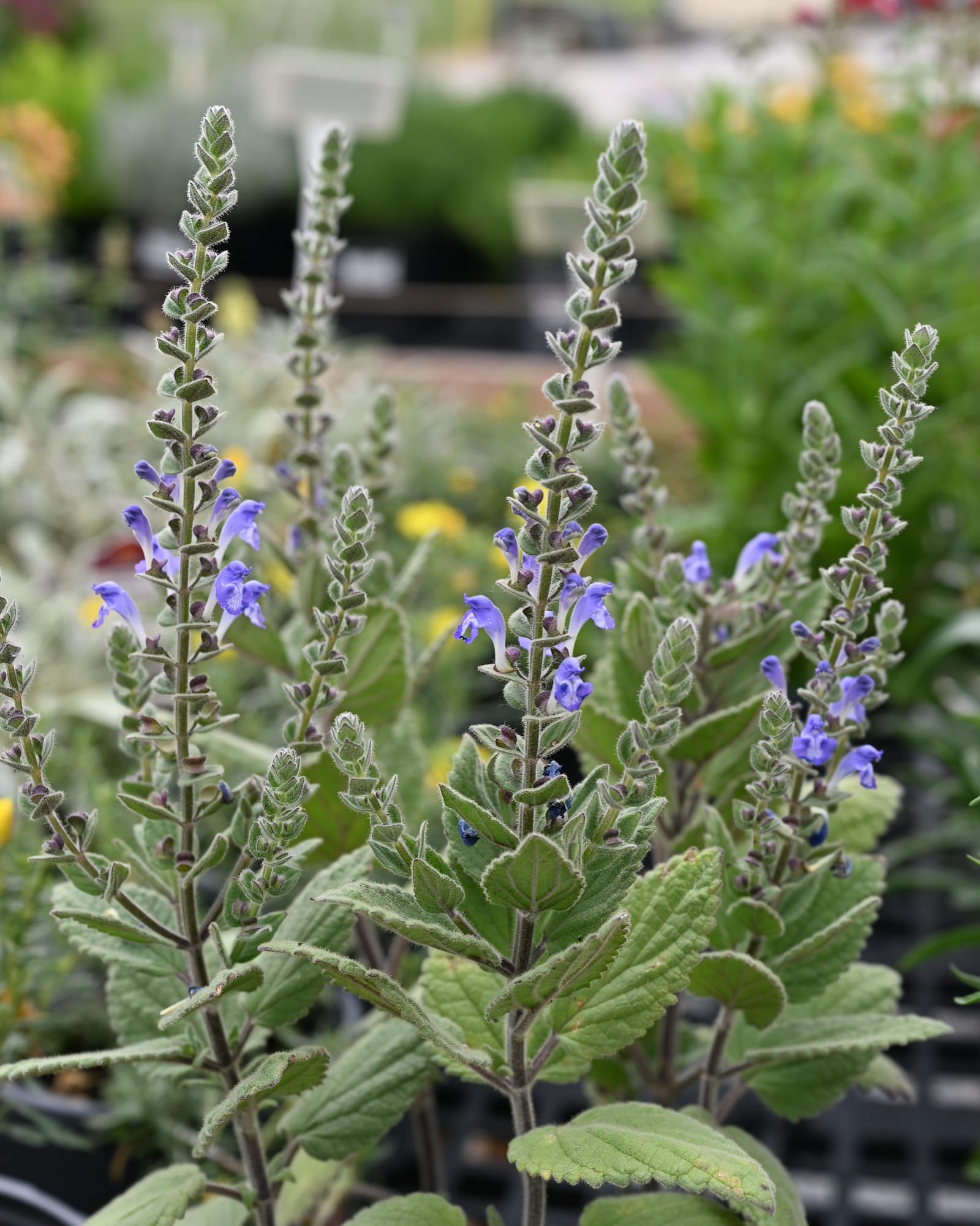 Heartleaf Skullcap purple flowers Heartleaf Skullcap with fuzzy green leaves and purple flowers in nursery containers