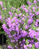 Heavenly Cloud Texas Sage with abundant purple flowers in nursery containers