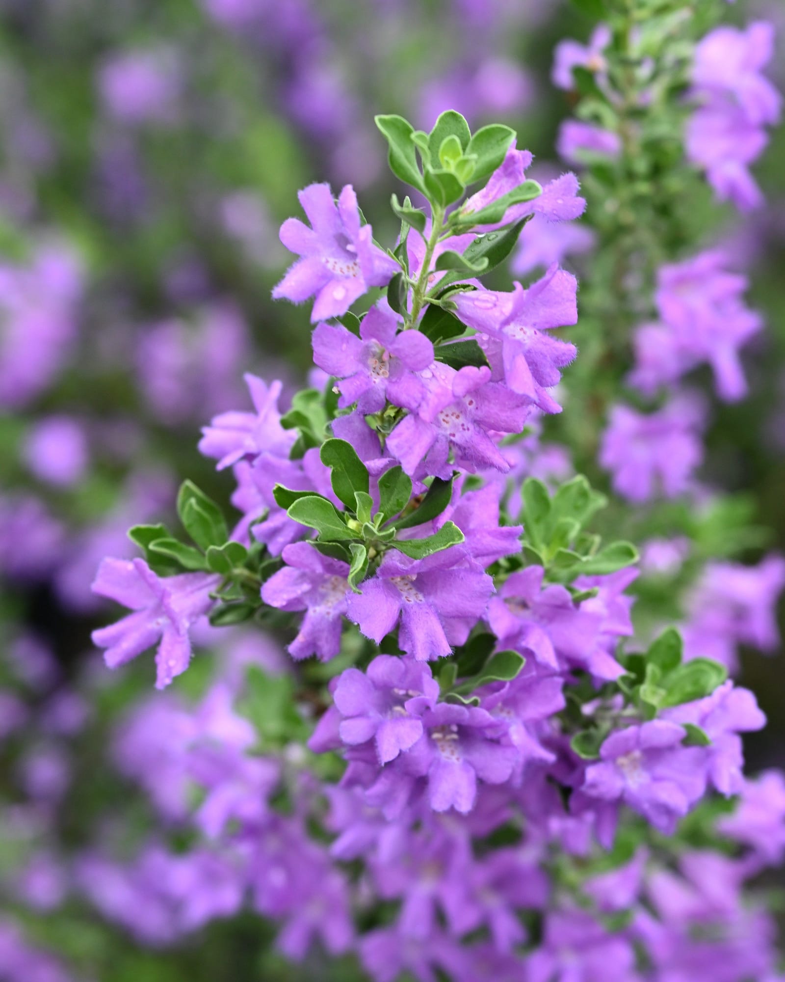 Heavenly Cloud Texas Sage