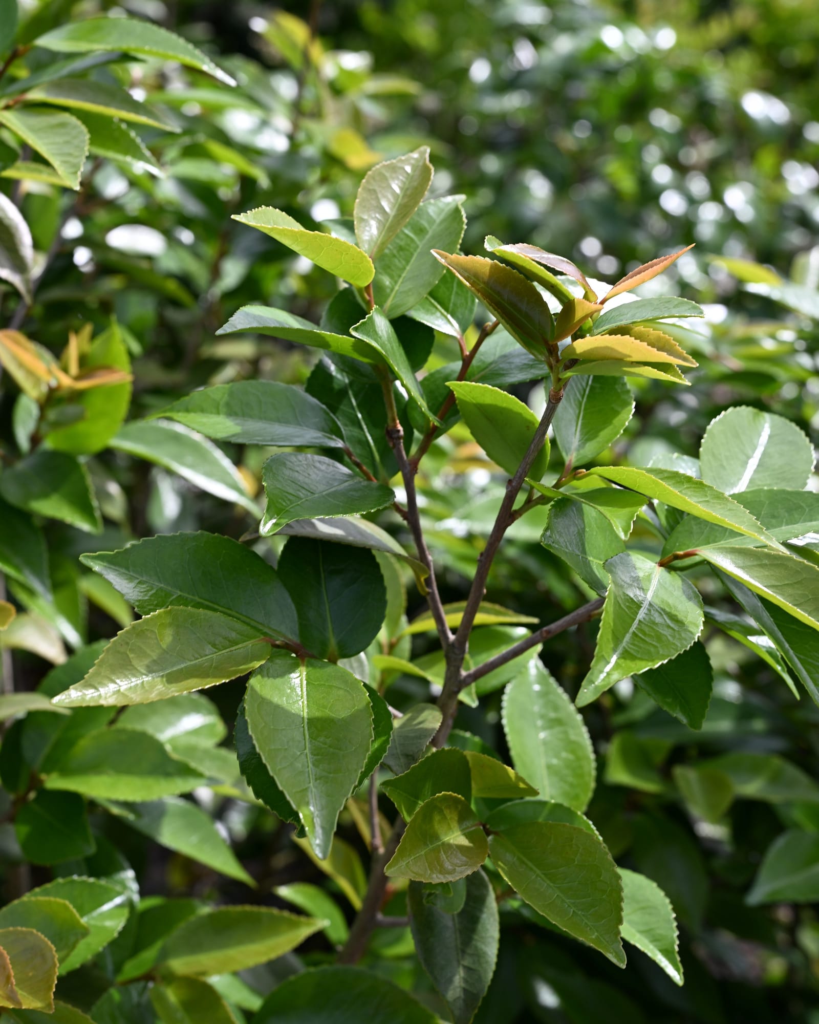 High Fragrance Camellia