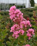 Hopi Crape Myrtle with abundant bright pink flowers and rounded buds in a nursery setting