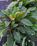 Husker Red Penstemon with deep green leaves and burgundy stems in a nursery container
