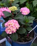 Hydrangea BloomStruck with pink flower clusters and dark green leaves in a nursery container