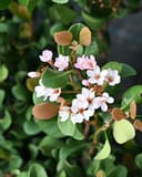 Indian Hawthorn Pinkie with clusters of pale pink flowers and rounded glossy green leaves