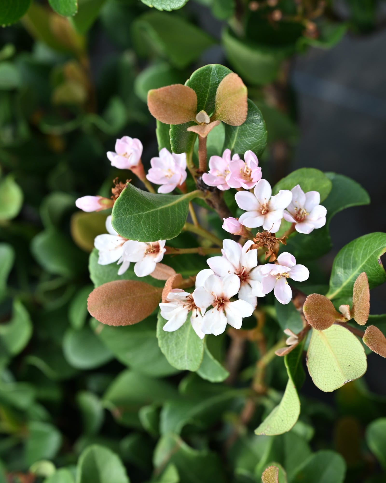 Indian Hawthorn Pinkie