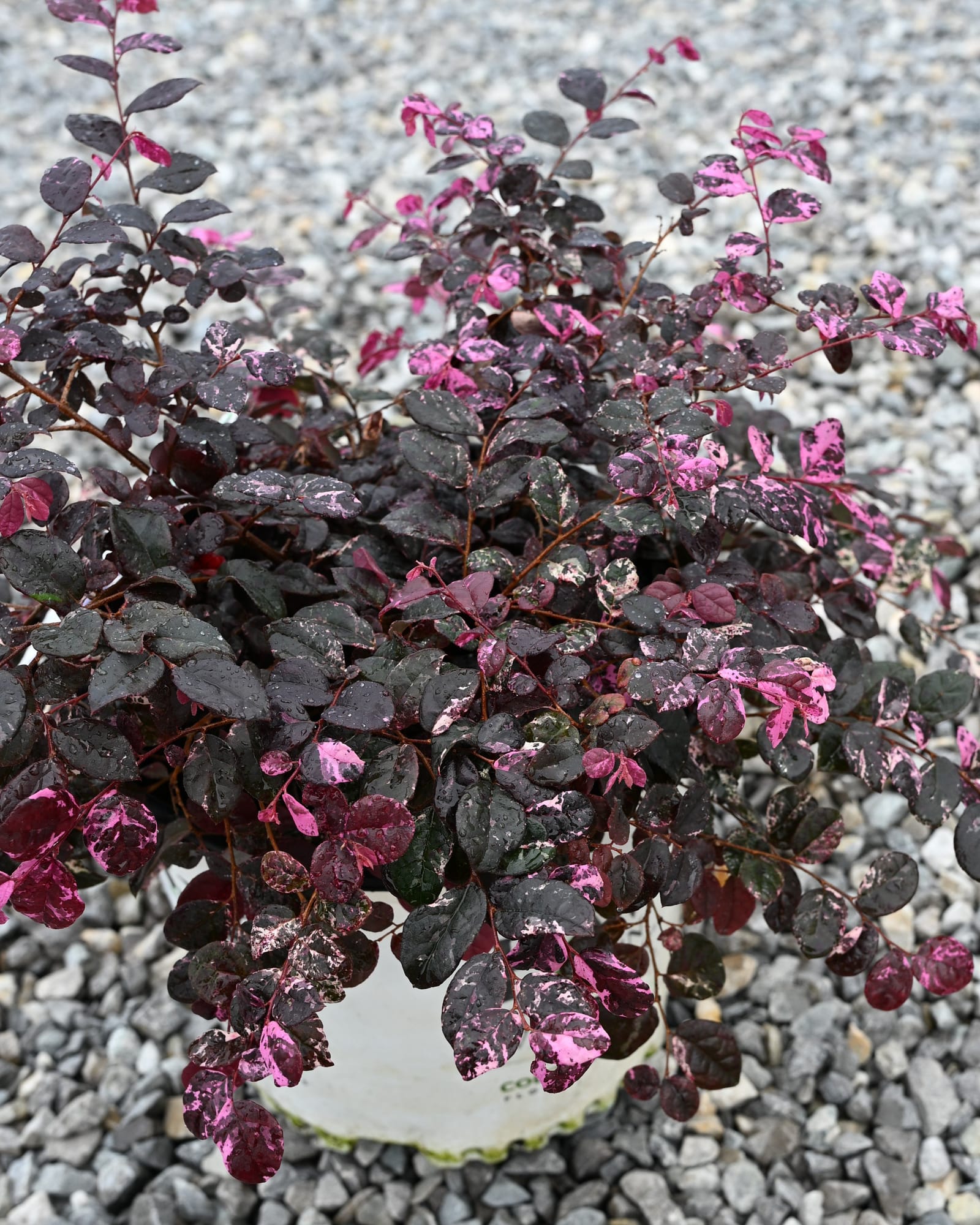 Jazz Hands Variegated Loropetalum