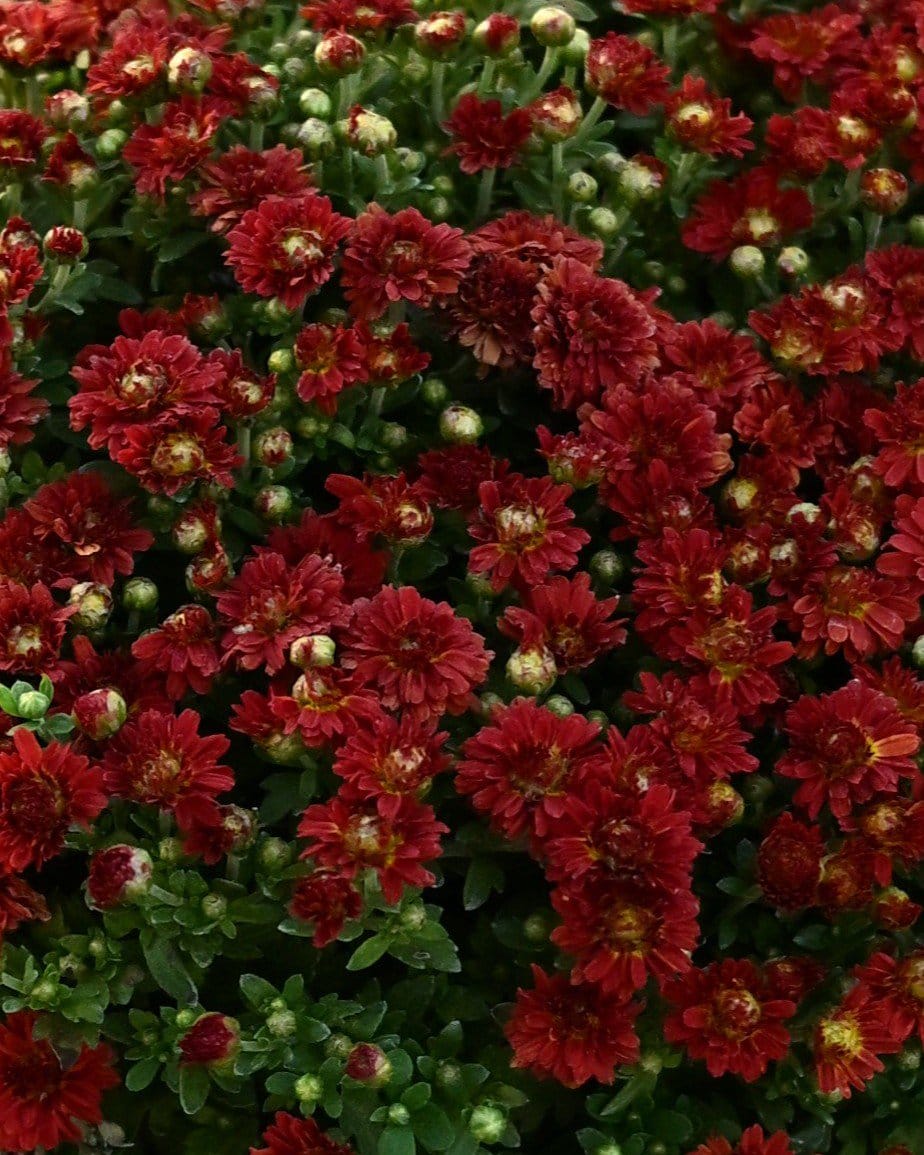 Josephine Red Mum