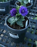 Julietta Blue Lisianthus - Image 2