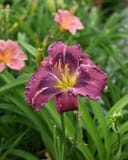 Kansas Kitten Daylily with deep purple flowers and yellow throats among green foliage