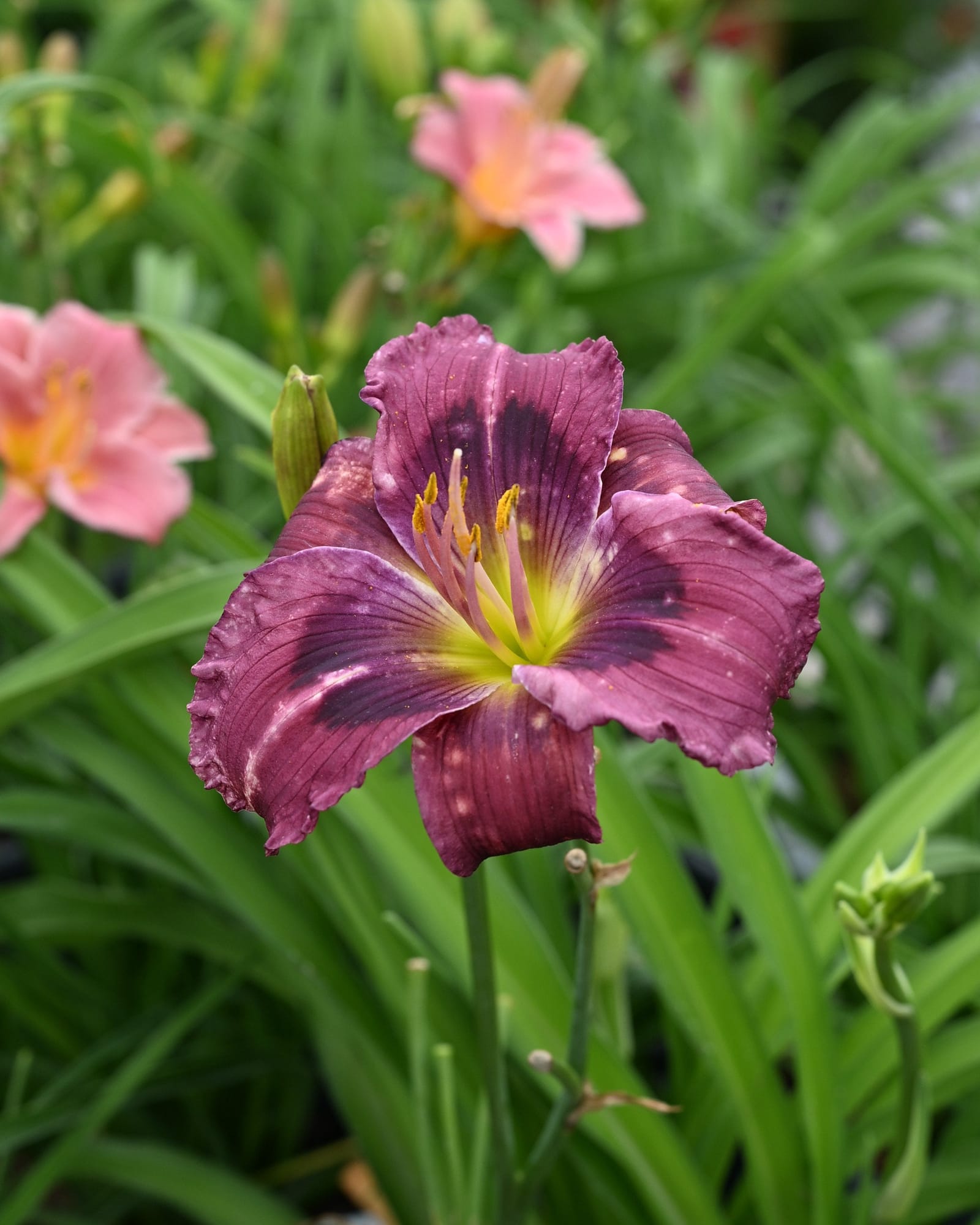 Kansas Kitten Daylily purple flower Kansas Kitten Daylily with deep purple flowers and yellow throats among green foliage
