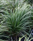 Karl Foerster Feather Reed Grass with tall, narrow green blades growing in a nursery container