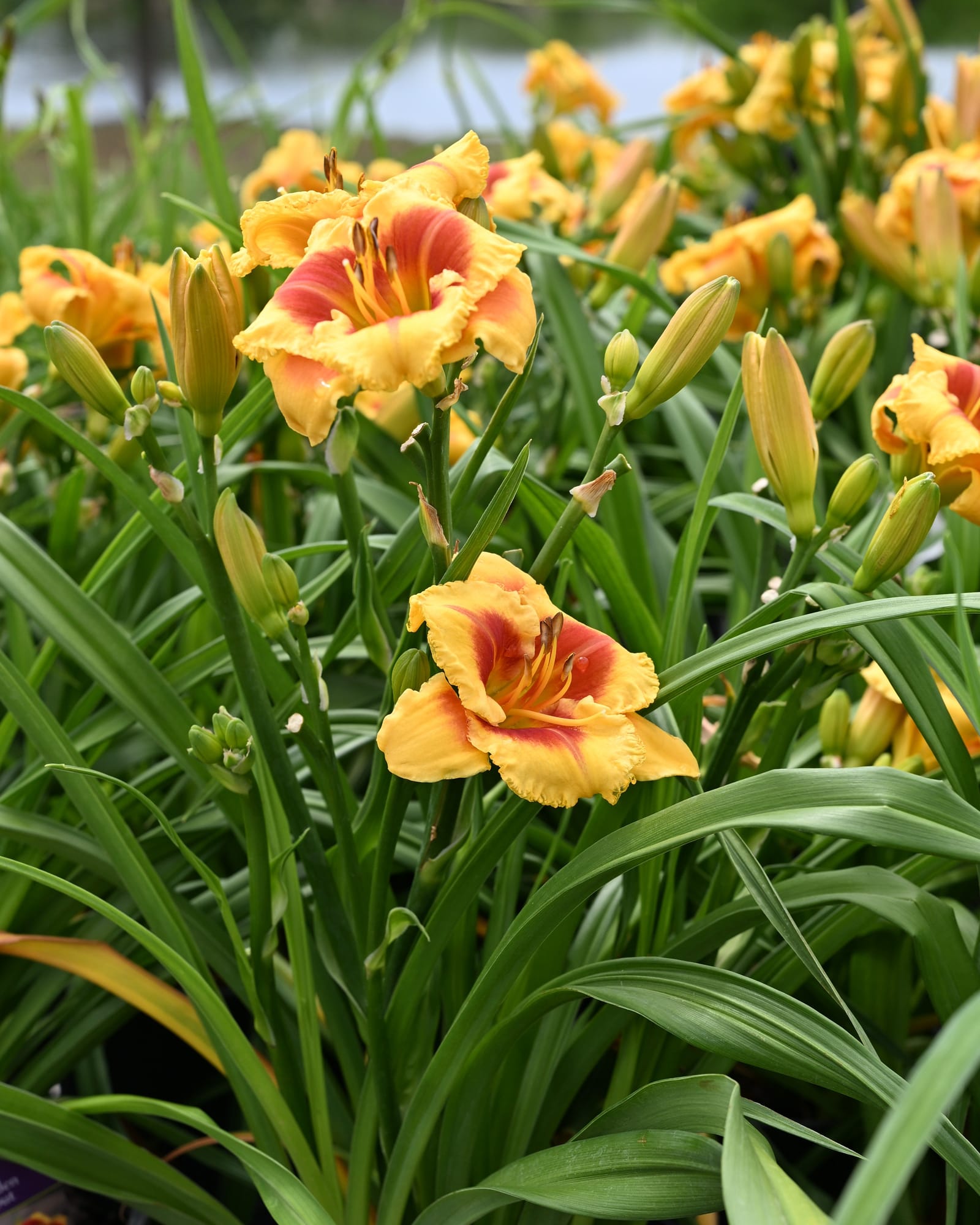 Kokomo Island Bonfire Daylily orange blooms Kokomo Island Bonfire Daylily with orange yellow blooms and unopened buds among long green leaves