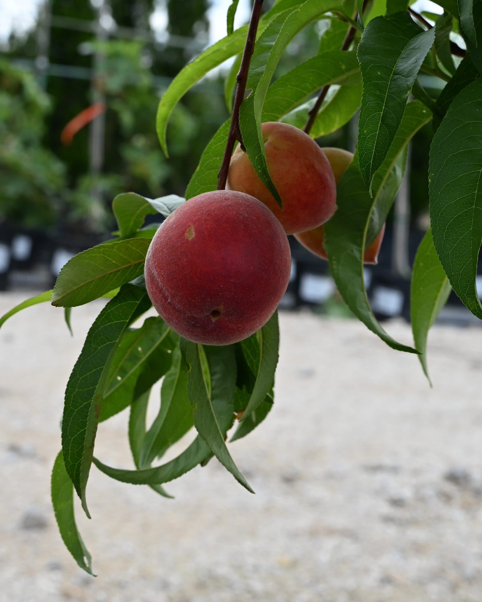 La Festival Peach