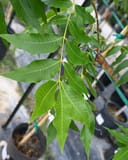 Lakota Pecan with elongated green leaflets growing in a nursery container