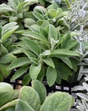 Lamb's Ear with soft fuzzy green leaves in nursery containers