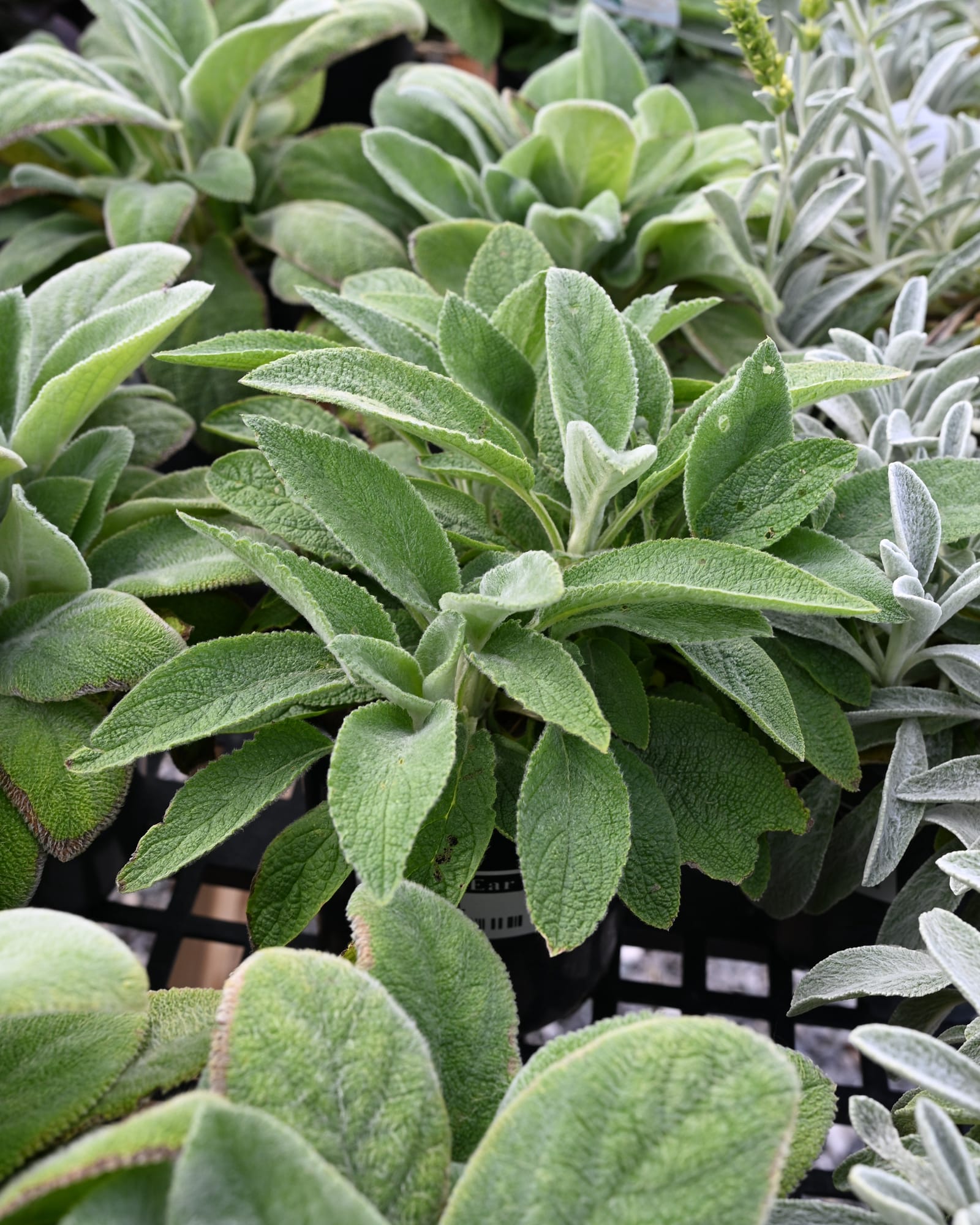 Lamb's Ear