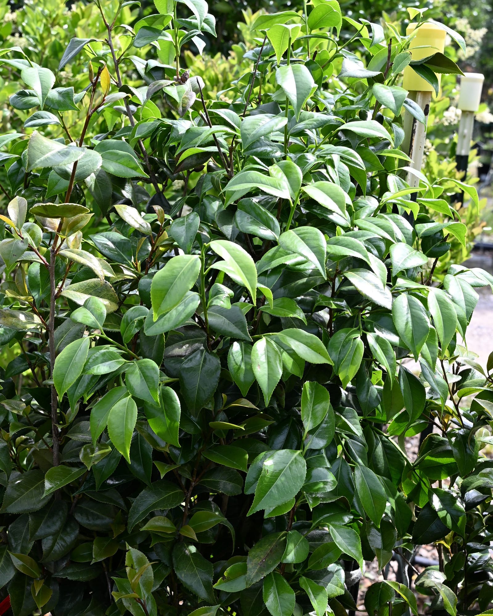 Laura Walker Camellia