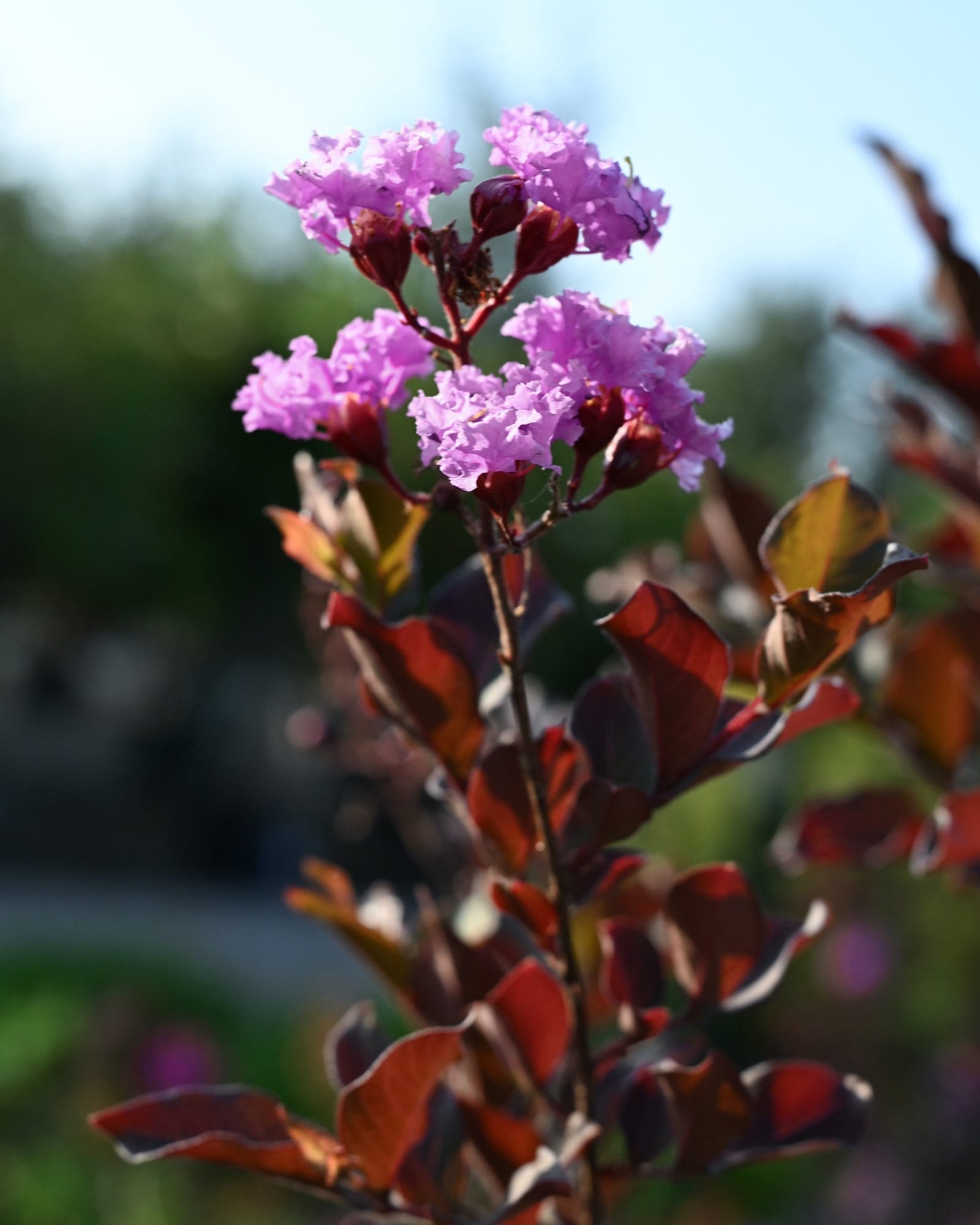 Lavender Blast Crape Myrtle lavender flowers Lavender Blast Crape Myrtle with clusters of lavender flowers and burgundy foliage