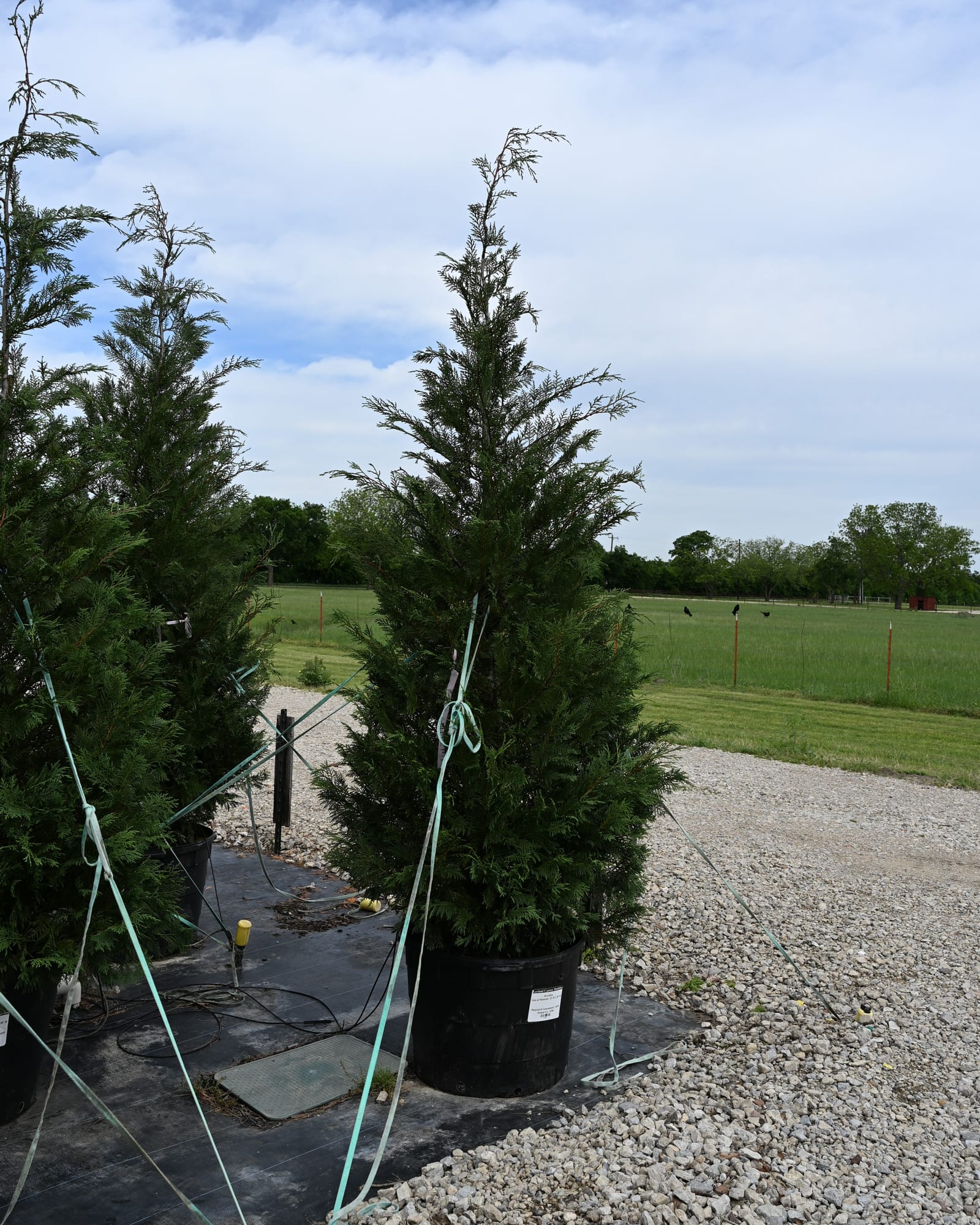Leyland Cypress Madeline container trees Leyland Cypress Madeline trees in containers with narrow evergreen foliage on a gravel nursery lot