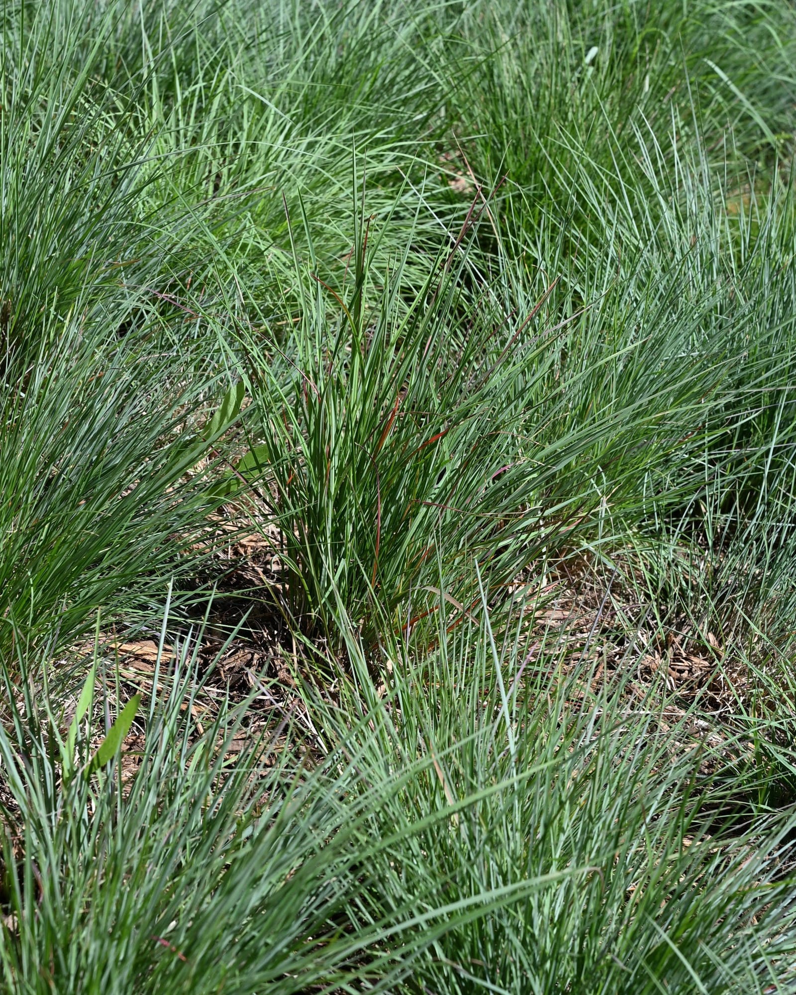 Little Bluestem Prairie Blues