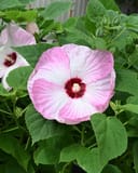 Luna Pink Swirl Hardy Hibiscus with large pink and white flowers among green leaves