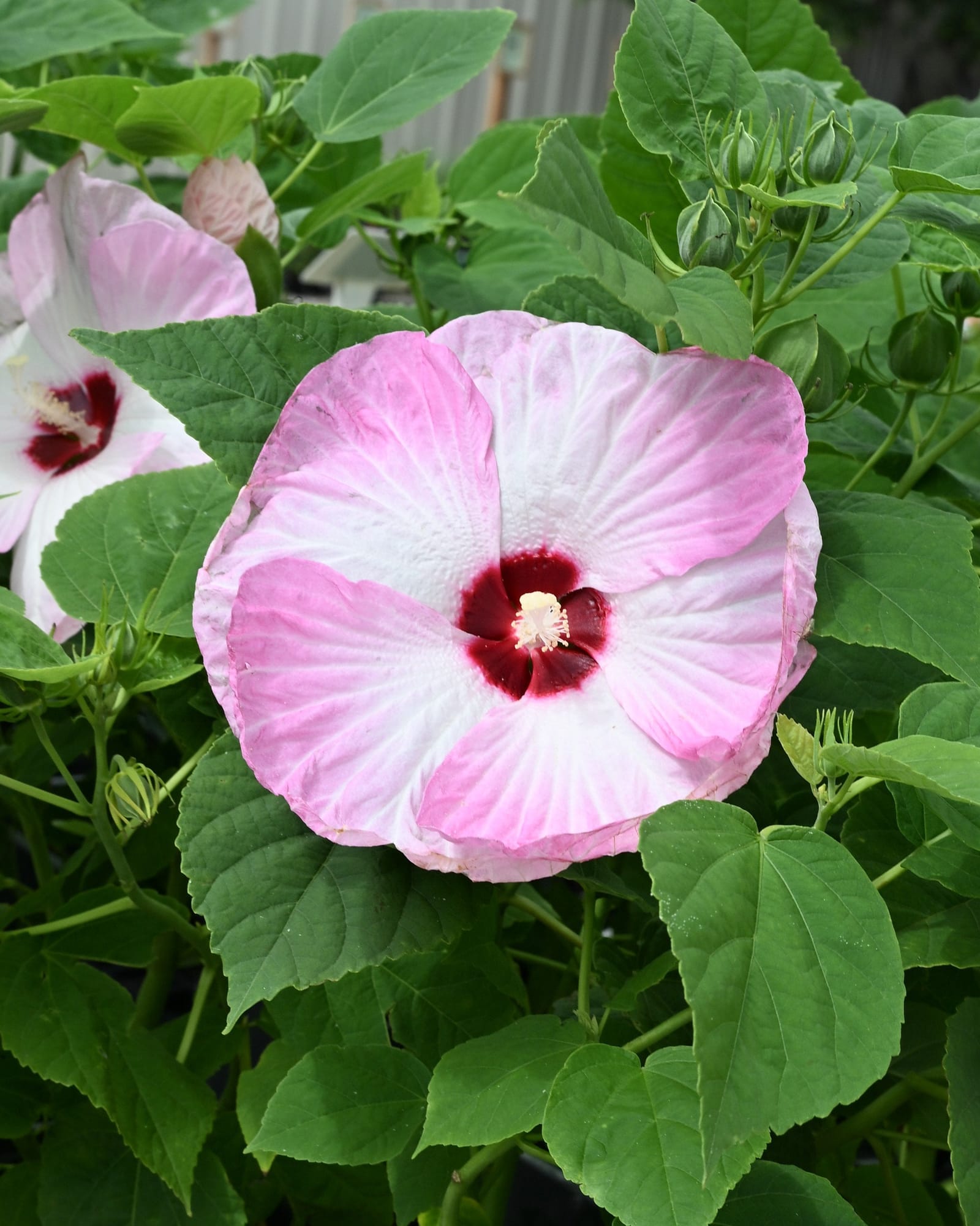 Luna Pink Swirl Hardy Hibiscus pink white flower Luna Pink Swirl Hardy Hibiscus with large pink and white flowers among green leaves