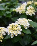 Luscious Royale Pina Colada Lantana with clusters of white and yellow flowers and dark green foliage