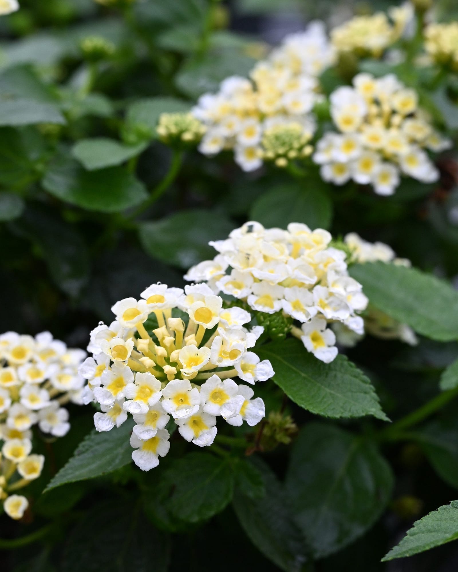 Luscious Royale Pina Colada Lantana white yellow flowers Luscious Royale Pina Colada Lantana with clusters of white and yellow flowers and dark green foliage