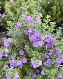 Lynn's Legacy Texas Sage with silvery foliage and abundant purple flowers in a nursery container