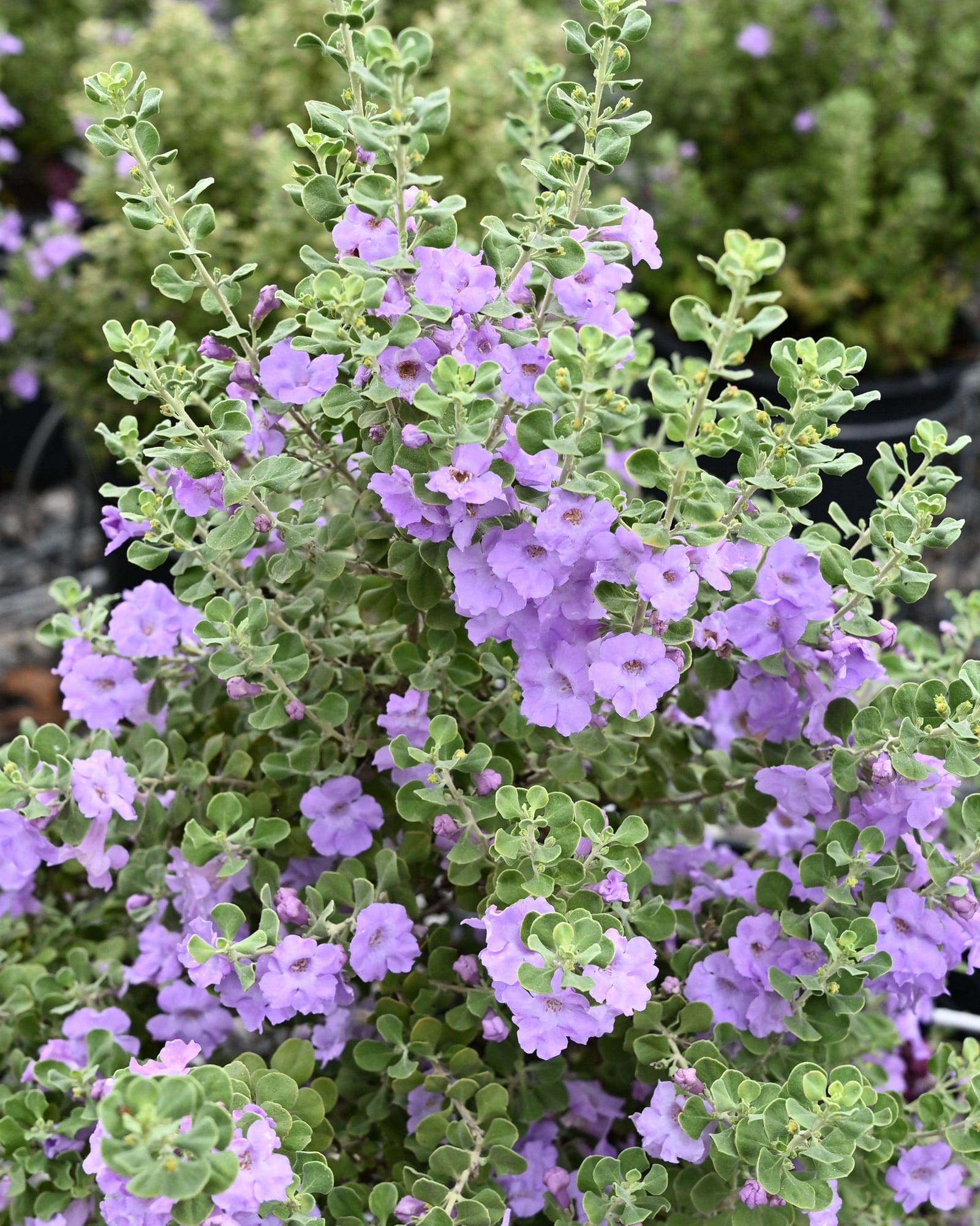 Lynn's Legacy Texas Sage purple flowers Lynn's Legacy Texas Sage with silvery foliage and abundant purple flowers in a nursery container