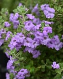 Lynn's Legacy Texas Sage covered in clusters of purple flowers and green leaves