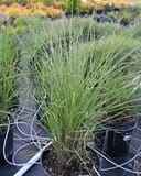 Maiden Grass Miscanthus with fine green blades growing in a nursery container