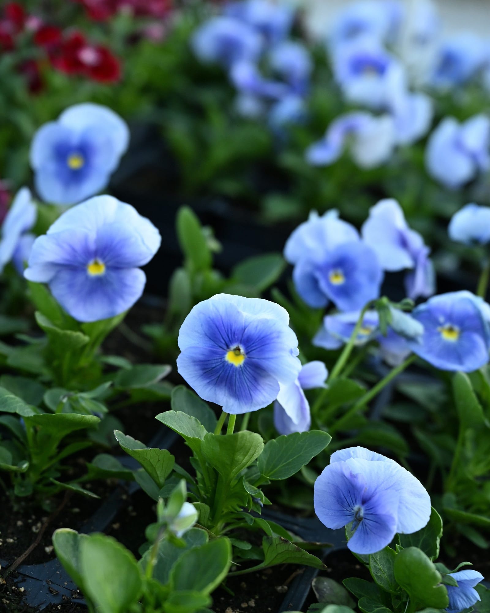 Matrix Light Blue Pansy