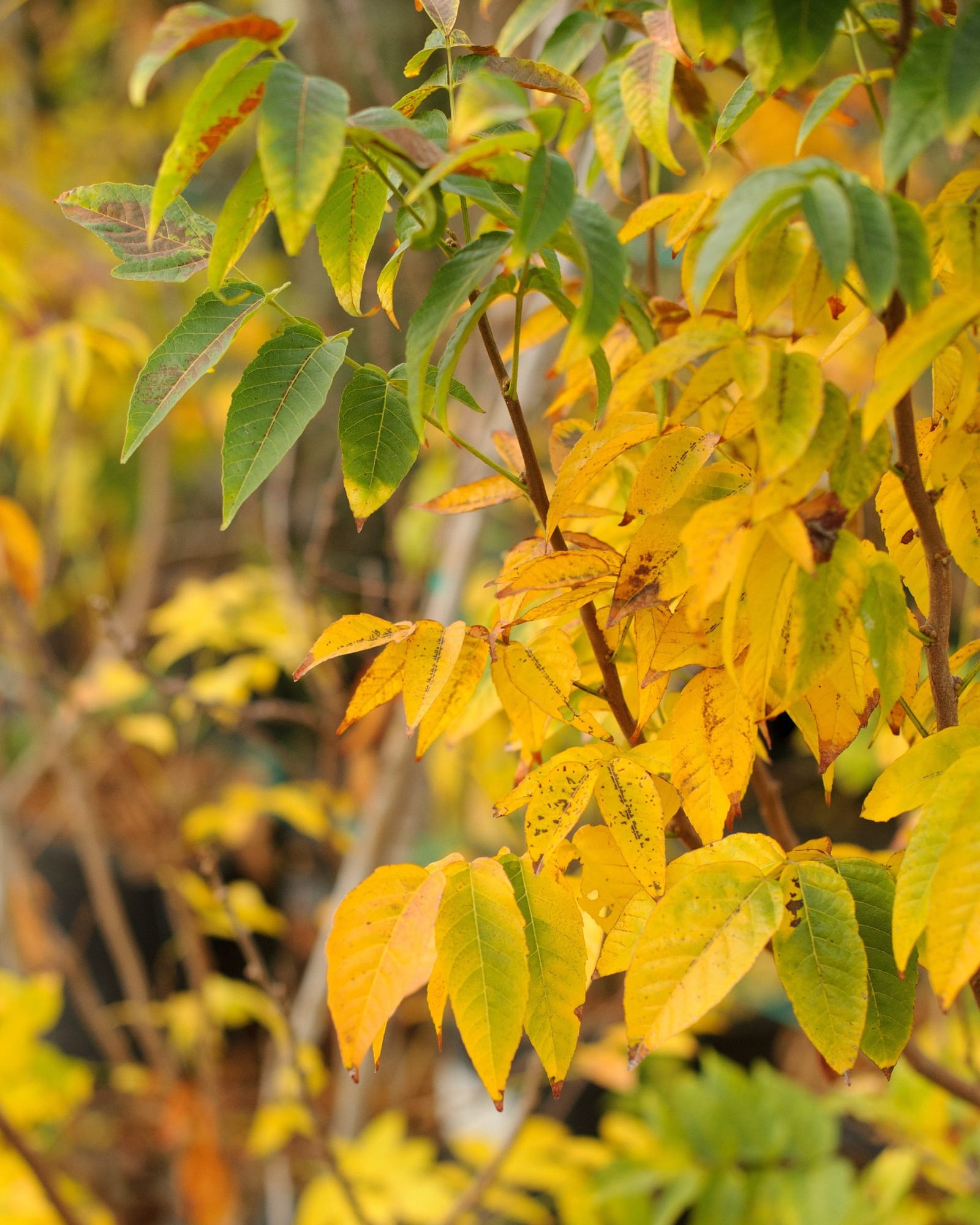 Mexican Buckeye - view 2
