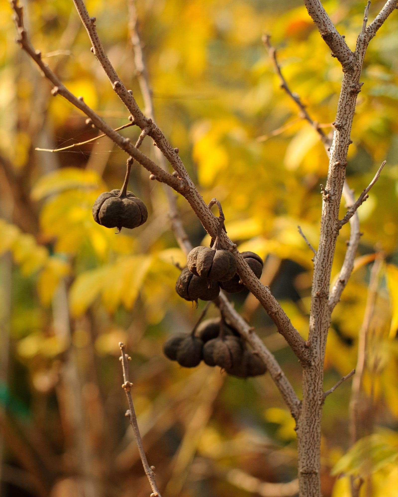 Mexican Buckeye - view 3