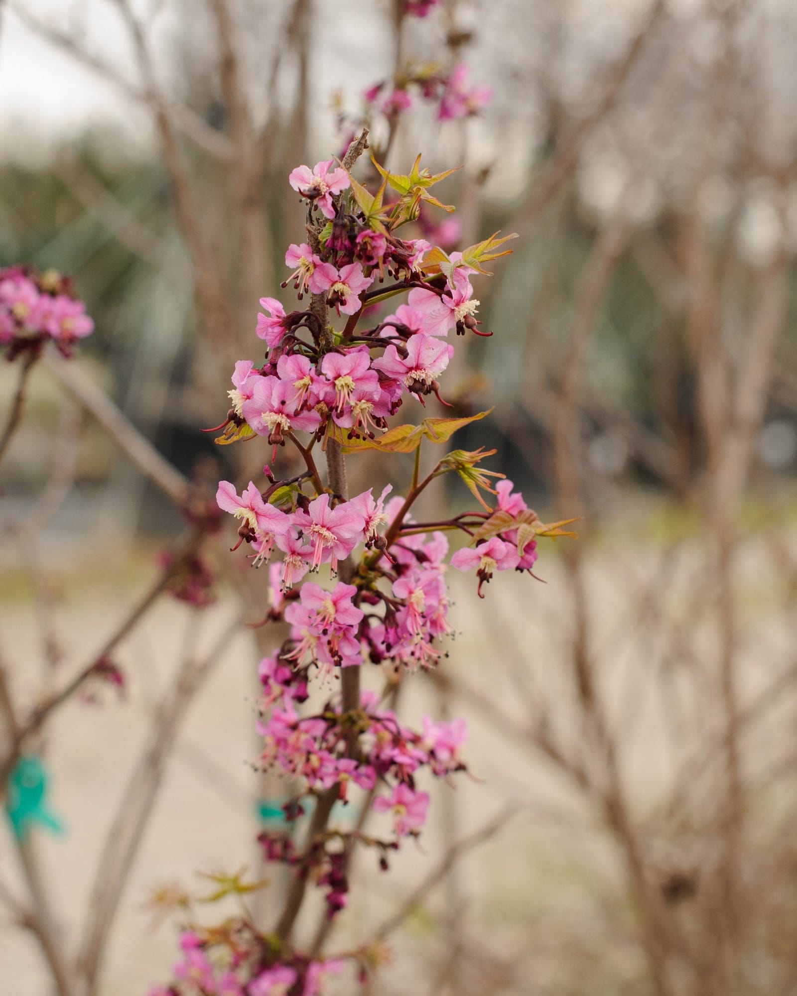 Mexican Buckeye - view 4