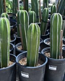 Mexican Fence Post Cactus with tall ribbed green stems in black nursery containers