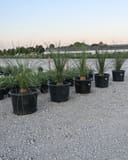 Mexican Grass Tree plants with spiky green foliage in black nursery containers on a gravel lot