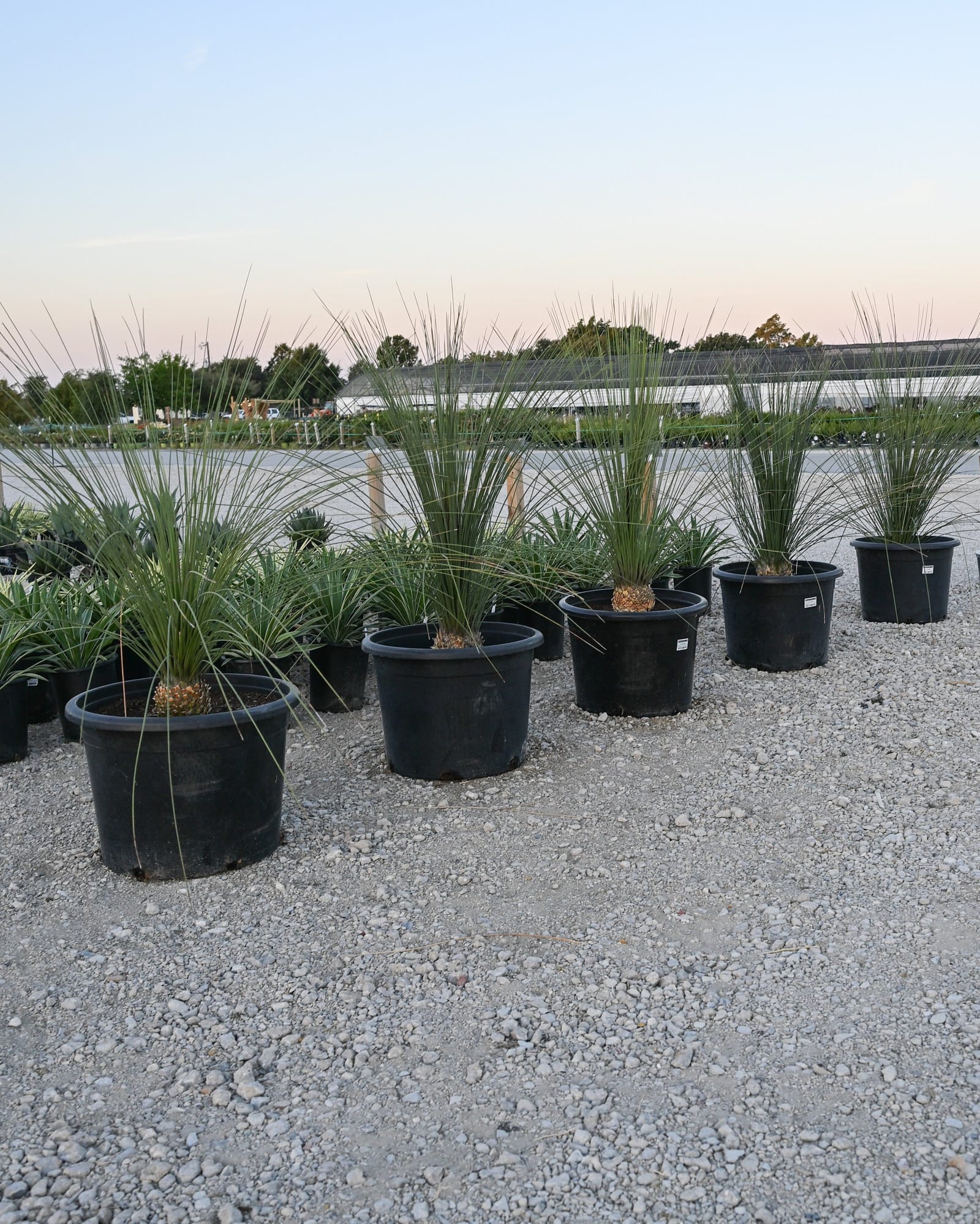 Mexican Grass Tree - view 2